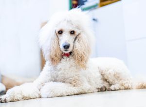 Therapiehund Feodora liegt entspannt im Büro auf dem Boden. Als Begleithund unterstützt sie Patientinnen und Patienten dabei, emotionale Anspannung abzubauen.