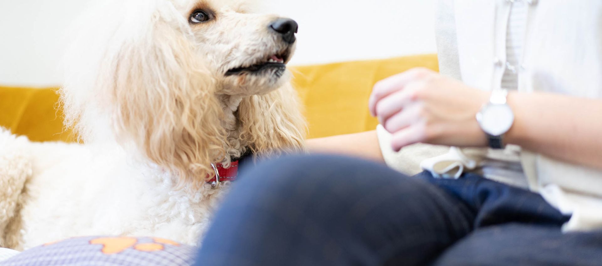 Therapiehund Feodora liegt im Büro auf einem gelben Sofa neben einer Patientin und schaut aufmerksam zu ihr auf.