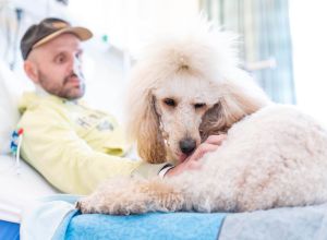 Therapiehund Feodora liegt auf ihrer Spezialdecke im Patientenbett, während der Patient ihr Fell krault. Dieser Moment der Zuwendung fördert das Wohlbefinden und bietet emotionale Unterstützung.