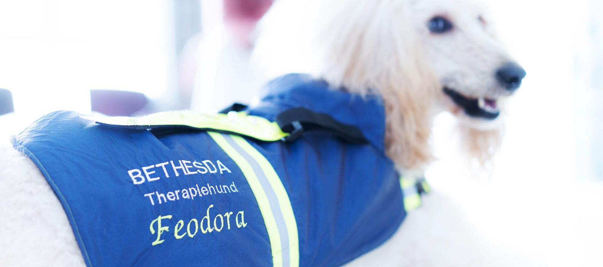 Die weiße Königspudeldame Feodora liegt entspannt im Stationsflur und trägt eine blaue Hundeweste mit der Aufschrift Bethesda Therapiehund Feodora.