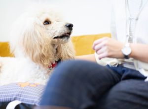 Therapiehund Feodora liegt im Büro auf einem gelben Sofa neben einer Patientin und schaut aufmerksam zu ihr auf.