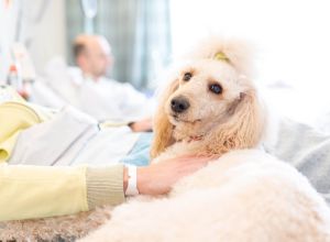 Therapiehund Feodora liegt ruhig auf einer Spezialdecke im Patientenbett. Die Hand des Patienten ruht sanft auf ihrem Fell.