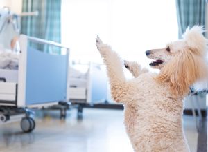 Der Therapiehund Feodora steht im Patientenzimmer auf den Hinterbeinen und macht Männchen – ein Kunststück, bei dem der Hund aufrecht sitzt und die Vorderpfoten hebt.